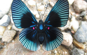 Tattoo Schmetterling Riodinidae clymena Ecuador