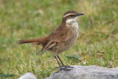 Zimtfluegel Uferwipper - Cinclodes albidiventris  Reserva Ecologica Antisana