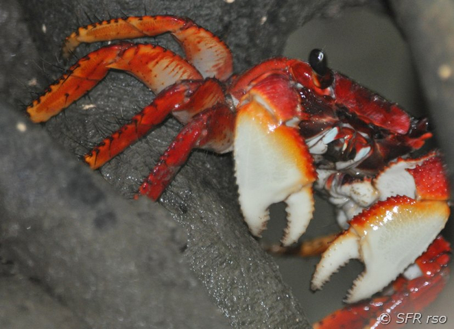 Brachyura Krabbe in Ecuador