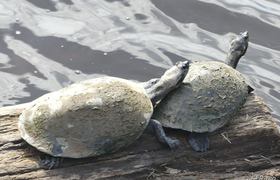 Charapa Wasserschildkröten in der Sani Lodge, Ecuador