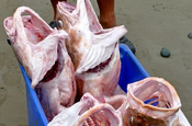 Frische Fische vom Meer, Ecuador