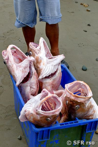 Frische Fische vom Meer, Ecuador
