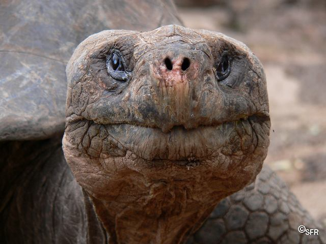 Riesenschildkröte