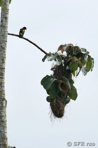 Gelbbuerzelkassike in Ecuador