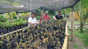 Pflanzensetzlinge tropisches Küstenvorland Ecuador