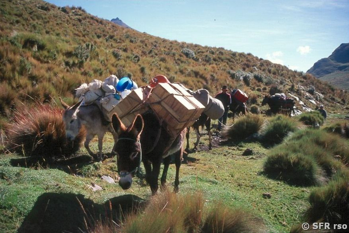 Trekking auf dem Inkatrail mit Pferden und Eseln in Ecuador