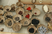 Samen für Ketten in Ecuador