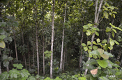 Fünf Jahres Teakbäume, Ecuador