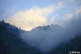 Bergnebelwald in der Ostkordillere Ecuadors