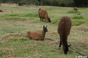 Alpakas in der Nähe der Hosteria Cuello de Luna Ecuador