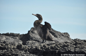 Flugunfähiger Kormoran Phalacrocorax harrisi Galapagos
