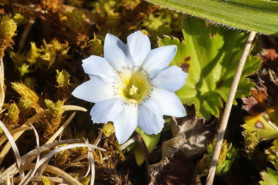 Gentiana Sedifolia Cotopaxi Ecuador