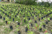 Kakaopflanzen in Plastik, Ecuador