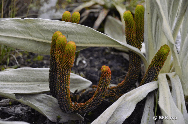 Lycopodiaceae in Ecuador