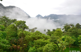 Morgennebel Mindo Bergnebelwald Ecuador