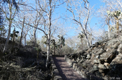 Wanderpfad auf Santa Cruz, Galapagos