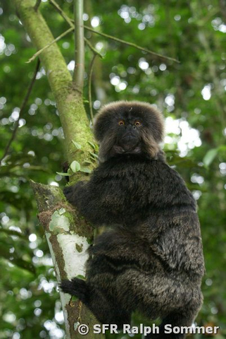 Schwarzrueckentamarin in Ecuador
