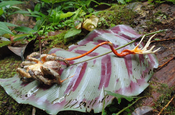 Cordyceps fungus Vogelspinne in Ecuador