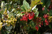 Ericaceae in Ecuador