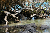 Mangrove auf der Isabela Insel, Galapagos