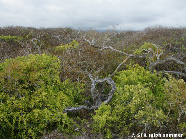 Salzbusch Trockenvegetation Turtle bay Galapagos