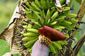 Bananenstaude mit Blüte, Ecuador