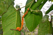Araceae Fruchtstand in Ecuador