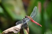 Libelle rot in Ecuador