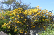 Akazie blühend Galapagos