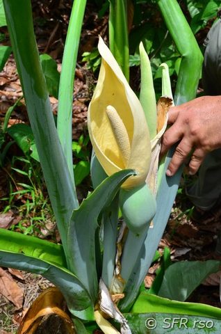 Aronstabgewächs Blüte in Ecuador