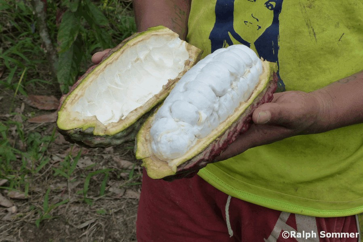 Kakao aufgespalten in Ecuador
