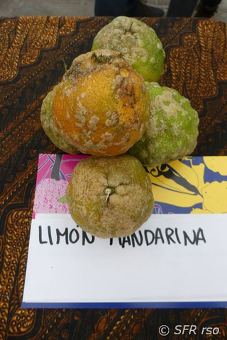 Mandarin Limone in Ecuador