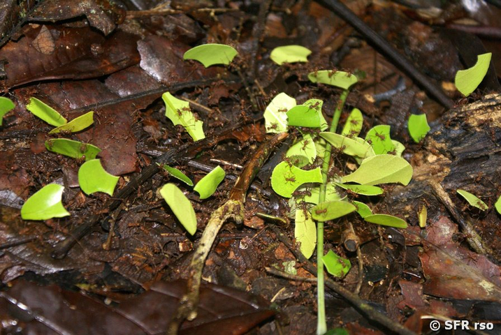 Myrmicinae Blattschneiderameise in Ecuador