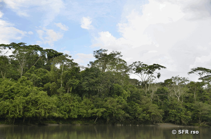 Río Napo Uferbewaldung, Ecuador
