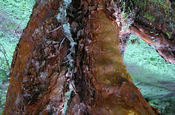 Stamm Papierbaum Ecuador