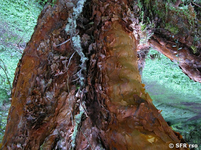 Stamm Papierbaum Ecuador
