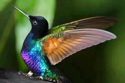 Kolibri (velvet purple coronet)