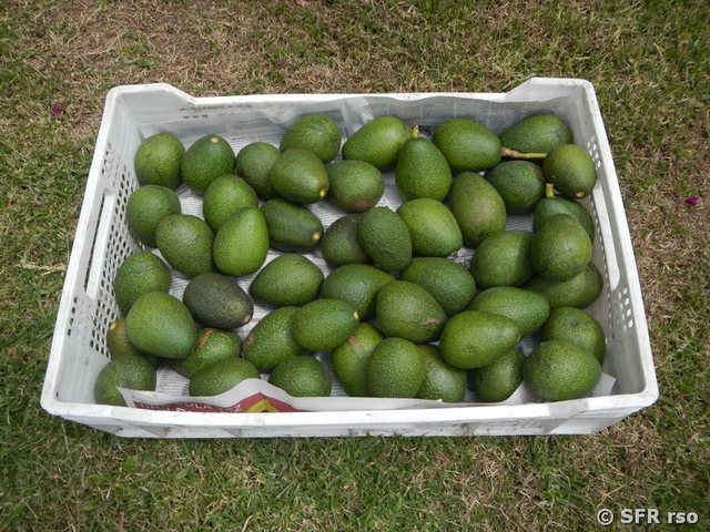 Avocados aus Garten Hosteria Sommergarten