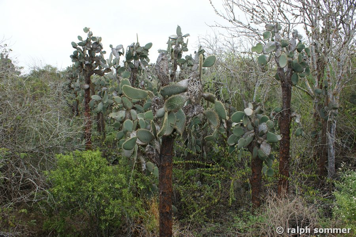 Opuntienkaktus Kaktusfeige Opuntia echios Bäume Galapagos