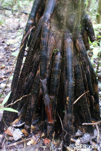 Palmenwurzeln Chonta Palme in Ecuador