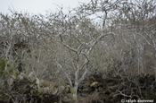 Weihrauchbaum Palo santo Baum ohne Blätter Insel Rapida Galapagos