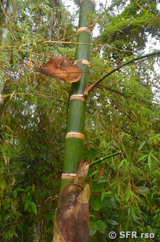 Guadua Bambus in Ecuador