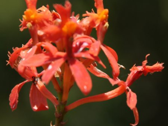 Orchidee