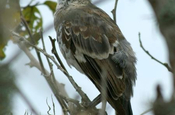 Spottdrossel Mimus Gilvus auf Isla de la Plata in Ecuador