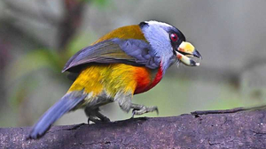 Tukanbartvogel Ecuador Nick Ullmann