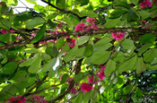 Wasserapfel Syzygium malaccense in Ecuador
