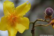 Gelbe Bototillo Blüte im Nationalpark Puyango, Ecuador