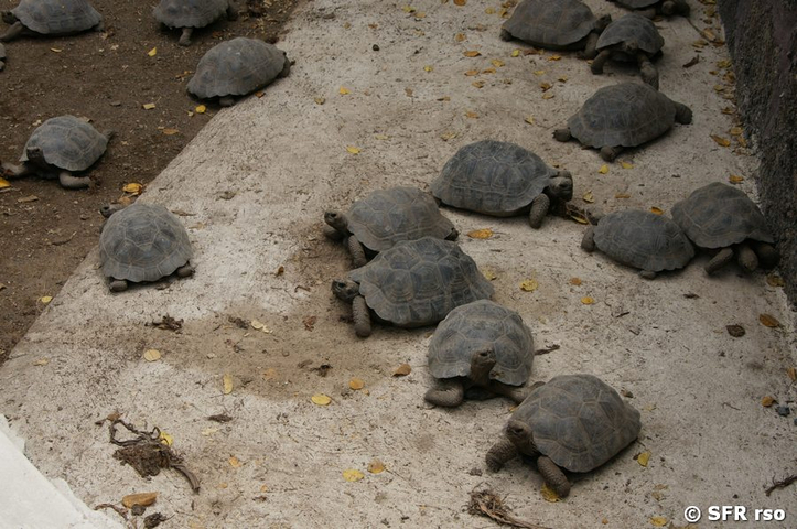 Riesenschildkröten Chelonoidis nigra Aufzuchtstation Santa Cruz Galapagos