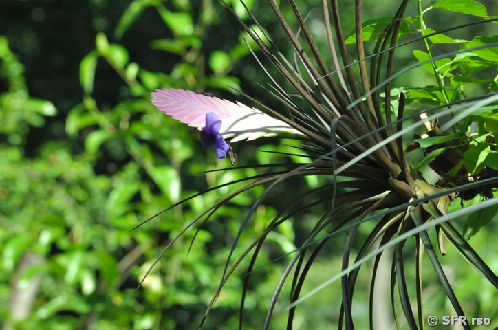 Tillandsia cyanea epiphytisch in Ecuador