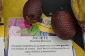Buriti Palmen Frucht Mauritia flexuosa in Ecuador